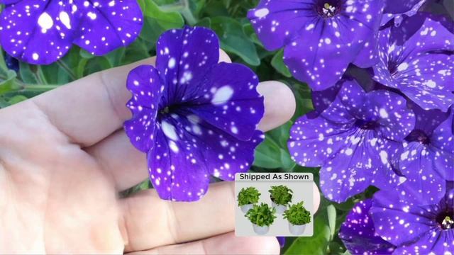 Cottage Farms 4-piece Night Sky Petunia Collection On QVC