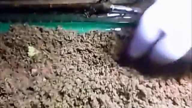 Настольная прививка через 7 дней смотреть онлайн