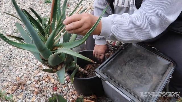 Planting with Jewelyn: Transplanting my big houseplants 2020 | ILOVEJEWELYN смотреть онлайн