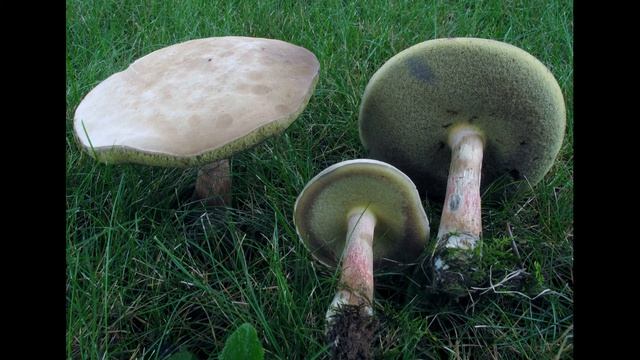 Caloboletus inedulis смотреть онлайн