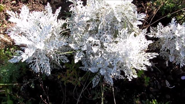 Nora & Brian's Allotment. Episode 82 смотреть онлайн