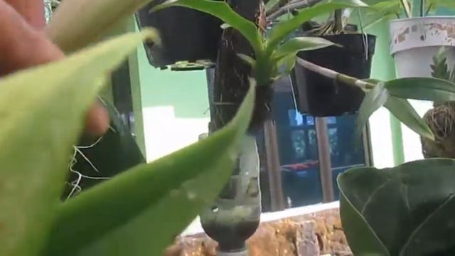 Anggrek DENDROBIUM BUNGA BESAR | Dendrobium Humming Butterfly | Tanaman Hias смотреть онлайн