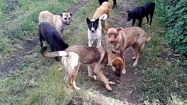 Обед собак на дачном массиве смотреть онлайн