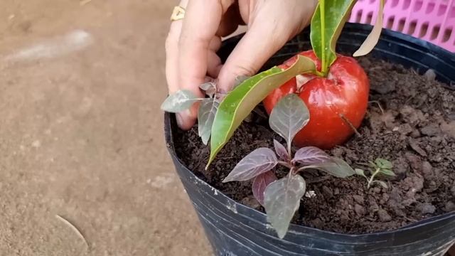 New Techniques To Grow Java Apple Tree Growing Fast and Successfully Using Java Apple Fruit смотреть онлайн