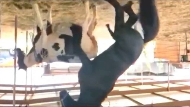 Yegua revolucionando a potros jóvenes futuros sementales.caballos y yeguas Andalusian horses 1 смотреть онлайн