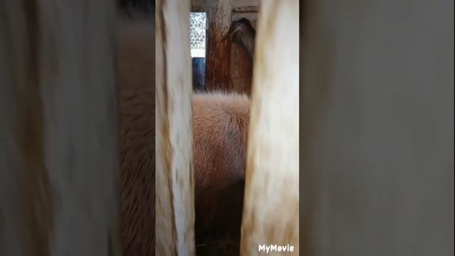 Борьба с кабачками, козы в загуле, ещё цыплята пошли грибы. смотреть онлайн