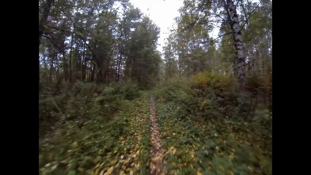 Дистанция 1 км. для бега в Павловской роще г. Ярославля смотреть онлайн