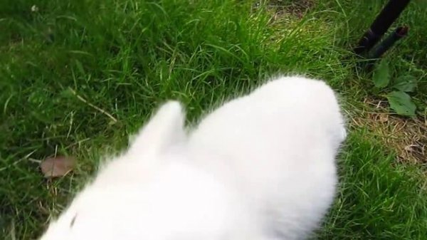 White Arctic Fox kit enjoying sweet cherries!