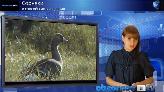 Сорняки и способы их выведения смотреть онлайн
