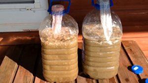 Как вырастить много грибов на вашем дачном  участке. Сентябрь 2017. How to grow lots of mushrooms