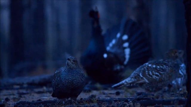 На глухарином току смотреть онлайн