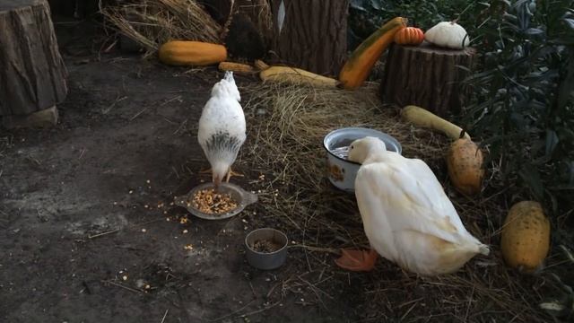 Как выросли наши цыпленок с утенком На даче у бабушки смотреть онлайн