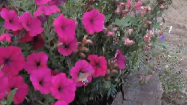 Языкан обыкновенный - бабочка из семейства бражников смотреть онлайн