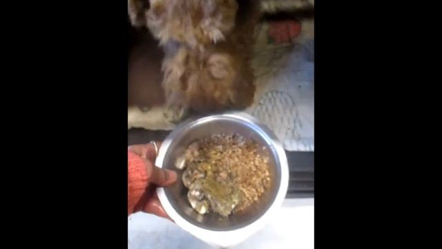 Кормление зверят Файерхунд Х 2023 смотреть онлайн