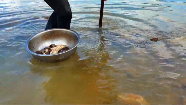 Wow wow amazing too many oyster & clams at lake - lucky day a fisherman find & catch it a lot today смотреть онлайн