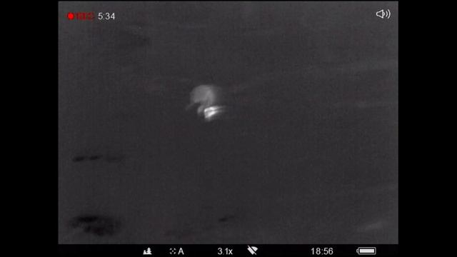 Охота на кабана ночью в засаде смотреть онлайн