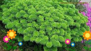 Пихта корейская Бриллиант. Краткий обзор, описание характеристик abies koreana Brillant