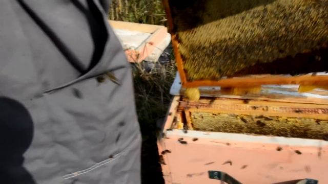Пчеловод VS Злые пчелы кто кого? Дикие пчелы защитили свой мёд? смотреть онлайн