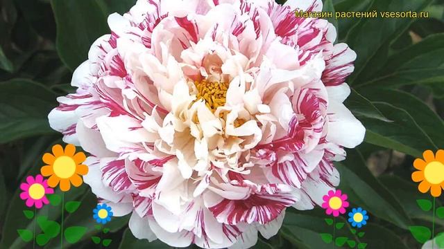 Пион молочноцветковый Кэнди Стрипед. Краткий обзор, описание paeonia lactiflora Candy Striped смотреть онлайн