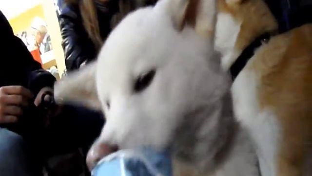 Il primo yogurt di Kuma e Yukiko смотреть онлайн