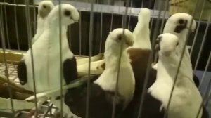 Немецкая чайка. | Породы декоративных голубей