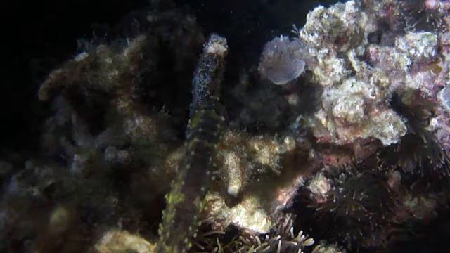 Морские коньки (Малапаскуа, Филиппины) смотреть онлайн