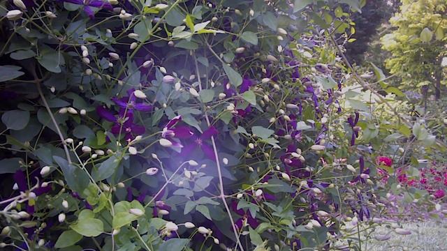 'Sweet Summer Love' Time Lapse смотреть онлайн