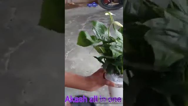 Amazon live flower plant 🥀🥀 unboxing (cappl peace lily plant ,spathiphyllum) green 🌺 🌺#Akashallinon смотреть онлайн