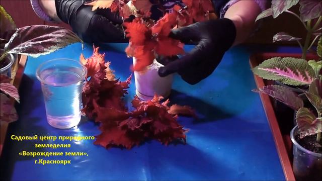 Как  размножить   колеус?