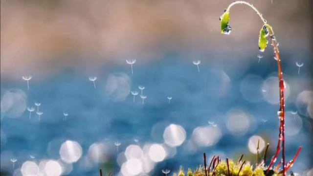 Видеофон снежинки одуванчики порхают/Videophone Snowflakes Dandelions Flutter