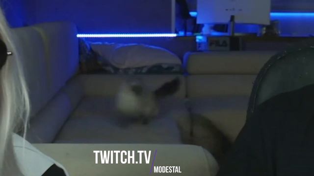 Modestal Минус кот смотреть онлайн
