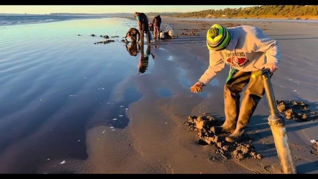 Picking mushrooms & digging razor clams in Moclip WA. October 2023 смотреть онлайн