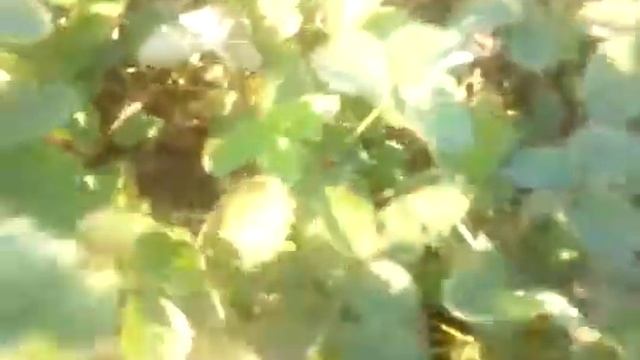 Что будет, если выращивать клубнику(землянику) более 4 лет на одном месте смотреть онлайн