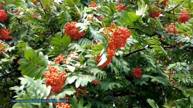 Ты кажется забыл смотреть онлайн