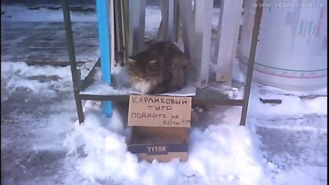 КОШКА АНФИСА ЗАРАБАТЫВАЕТ НА ЕДУ ANFISA CAT EARNS FOOD смотреть онлайн