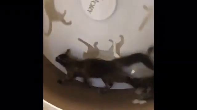 Catwheel. Беговое колесо для кошек. DogWood