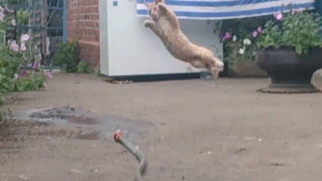 Кот, который хотел попить воды смотреть онлайн