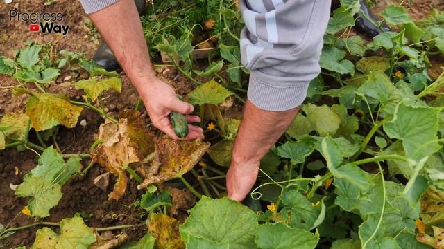 В Миг Пропало Пожелтение На Огурцах! смотреть онлайн