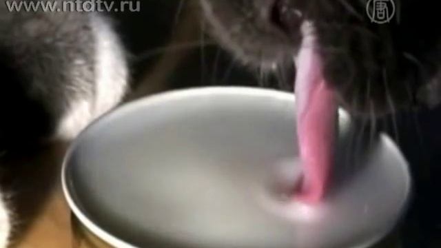Собаки лакают не хуже кошек? смотреть онлайн