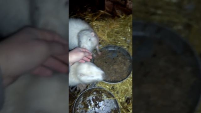 Наши белые нутрии))) смотреть онлайн
