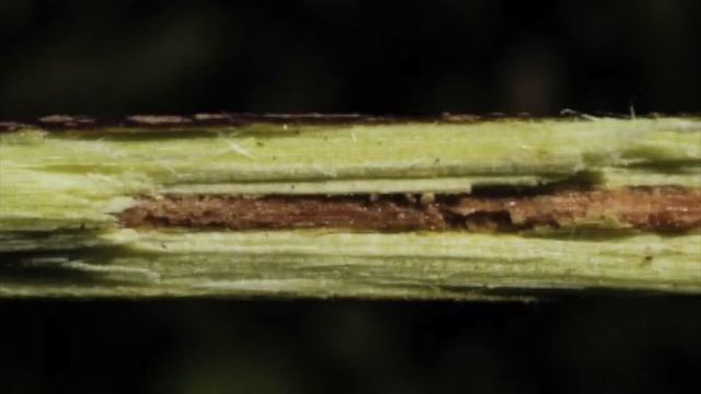 Cornus Amomum (Cornaceae) Silky Dogwood