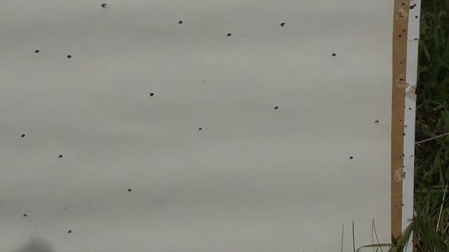 Ружьё Тоз БМ-16. Бой различными номерами дроби. смотреть онлайн