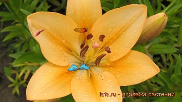 Лилия ла-гибрид Сэлмон Классик ? обзор: как сажать, луковицы лилии Сэлмон Классик смотреть онлайн