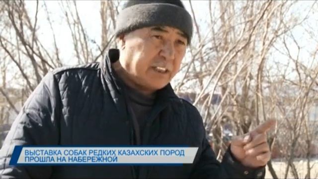 • Выставка собак редких казахских пород прошла на набережной смотреть онлайн