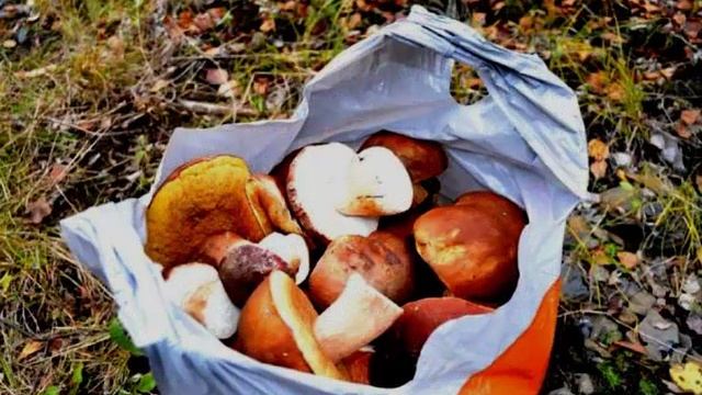 ГРИБЫ смотреть онлайн