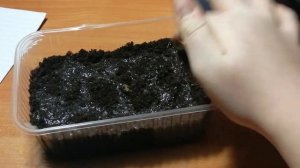 Выращивание Клематиса из семян. Часть 1.Клематис из семян.