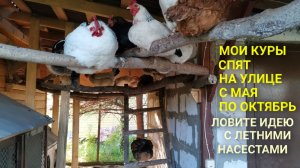 Летние насесты в курятнике. Как сделать, чтобы куры ночевали на улице
