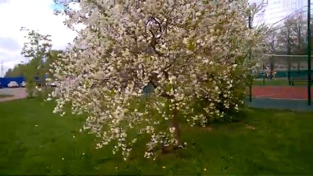 В Москве весна,распустились тюльпаны ,яблони в цвету Позитивное видео от меня смотреть онлайн