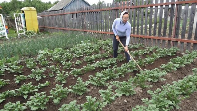 6 соток 10 июня 2021 год. Снова на дачу. Первый огурец. Растишки после града. Пропололи лук. смотреть онлайн