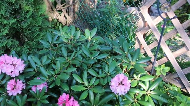 САД В ИЮНЕ-  обзор цветущих растений